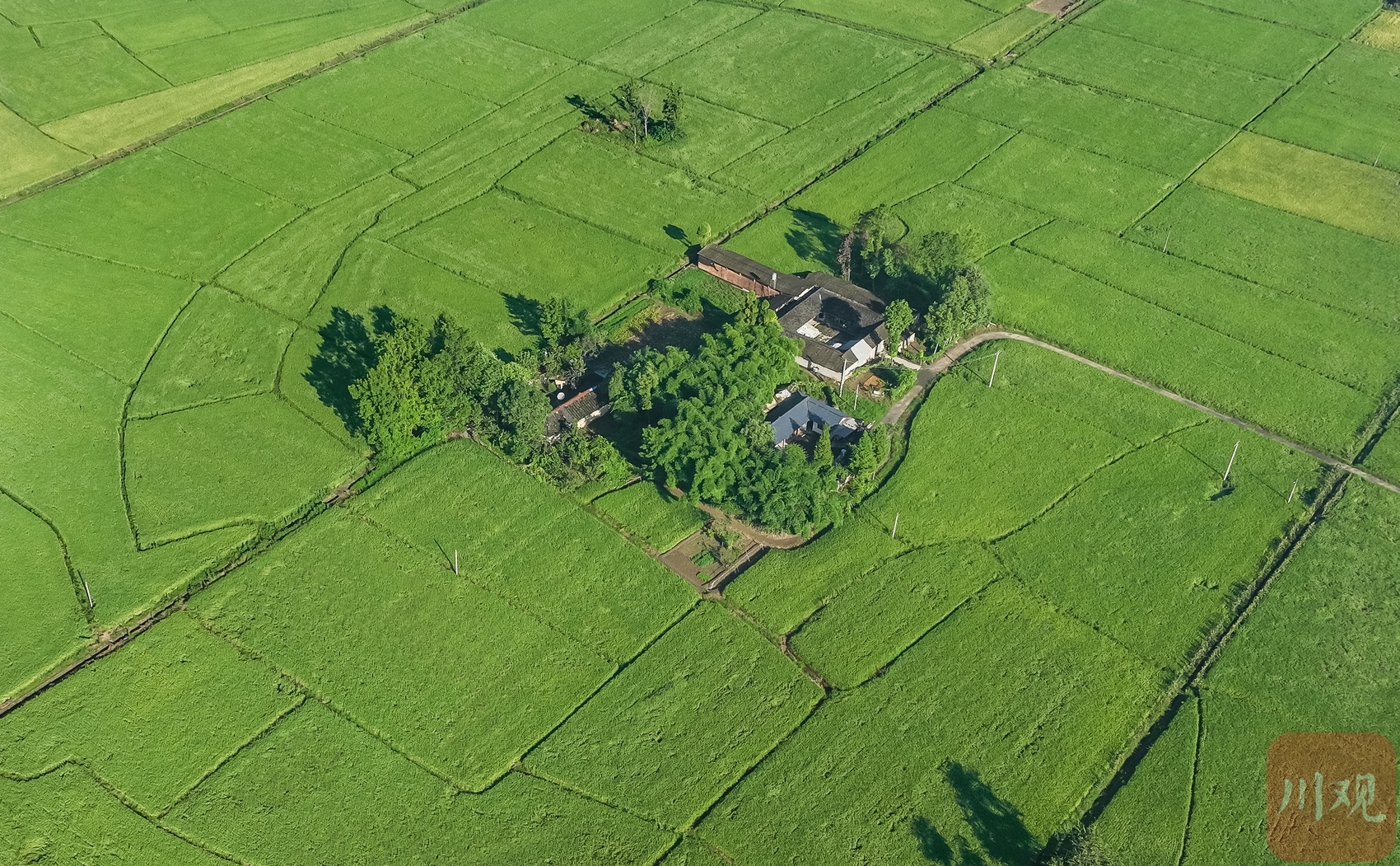 （转载）成都大邑：稻乡渔歌奏响乡村振兴“共鸣曲”