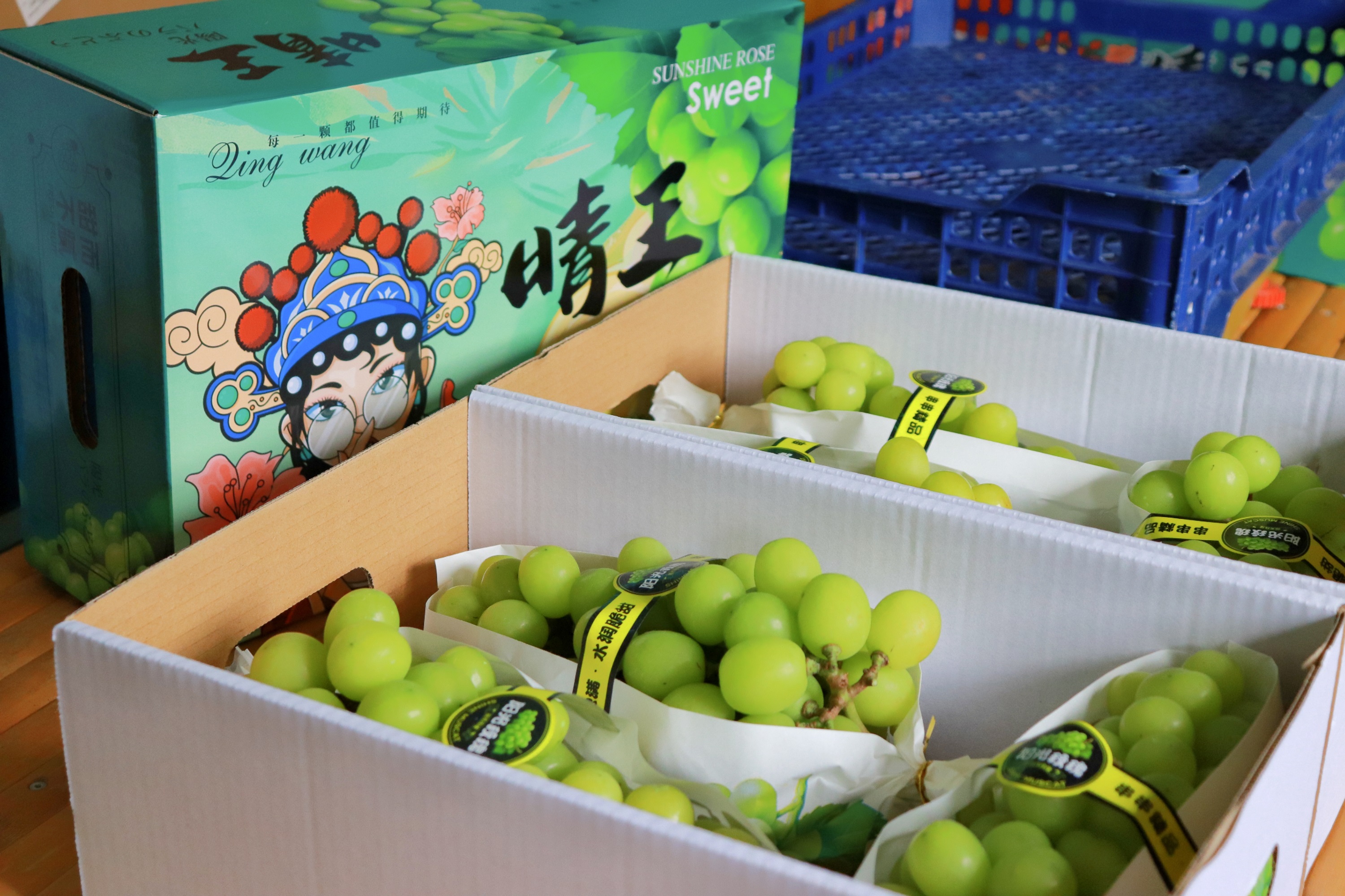 保定博野：“阳光玫瑰”迎丰收 串起致富新产业_fororder_6