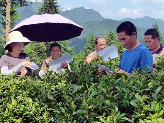 貴州都勻：抓好夏秋茶管護 壯大“茶葉經濟”_fororder_20a78904483d55519e53d1dead508f9e-sz_701735.webp