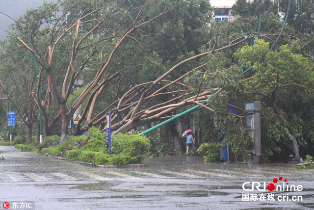 台风"莫兰蒂"过境厦门 树木倒地一片狼籍(高清组图)