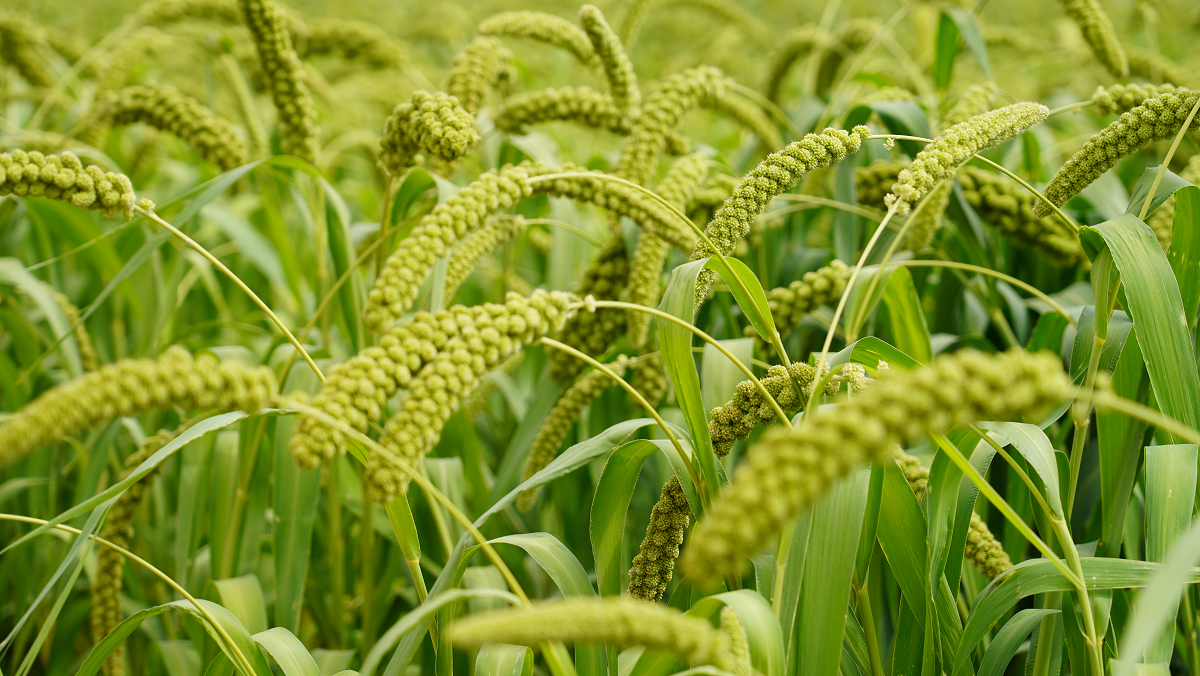 横山区殿市镇：抓好“土特产” 推动“村强”带“民富”_fororder_图片1