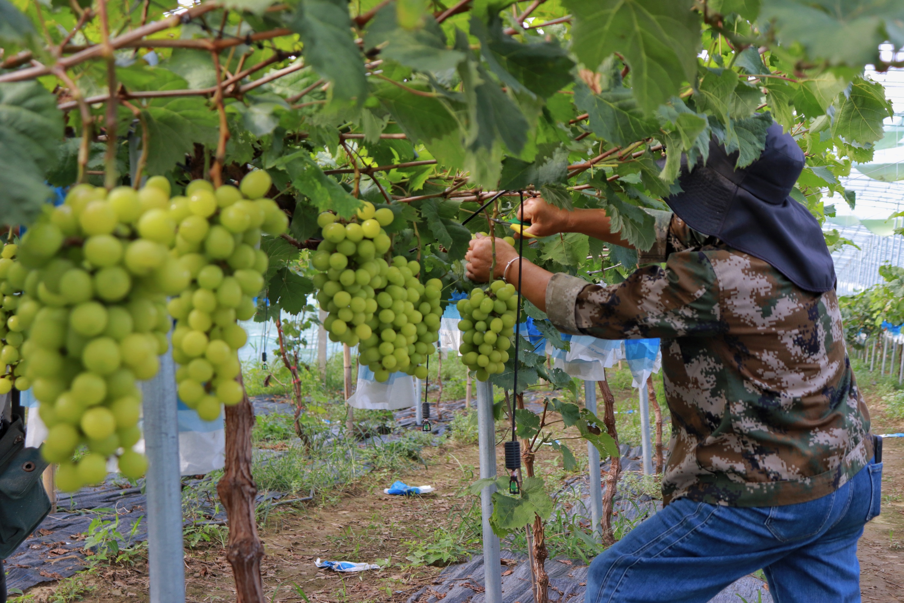 保定博野：“阳光玫瑰”迎丰收 串起致富新产业_fororder_4