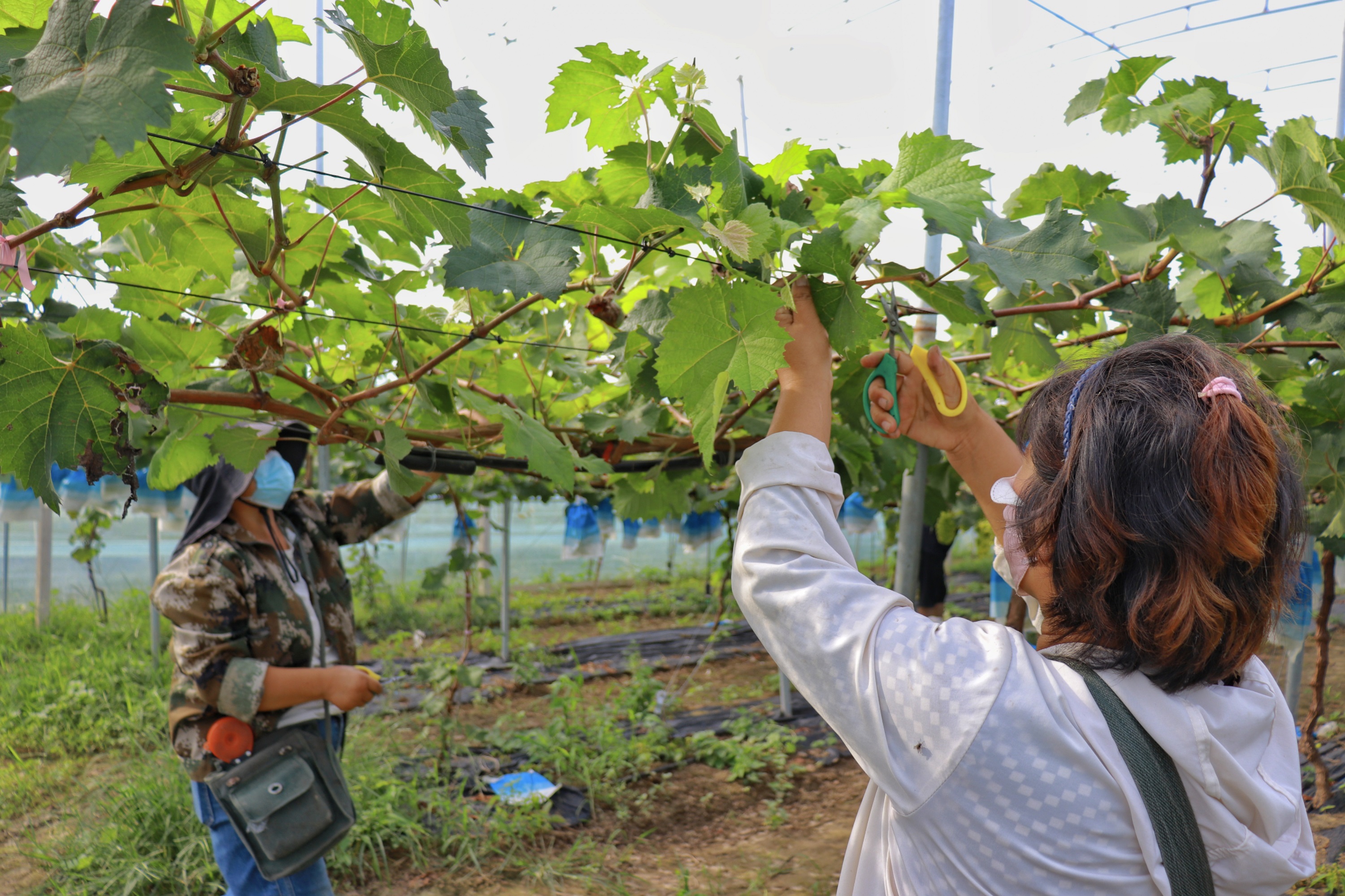 保定博野：“阳光玫瑰”迎丰收 串起致富新产业_fororder_1