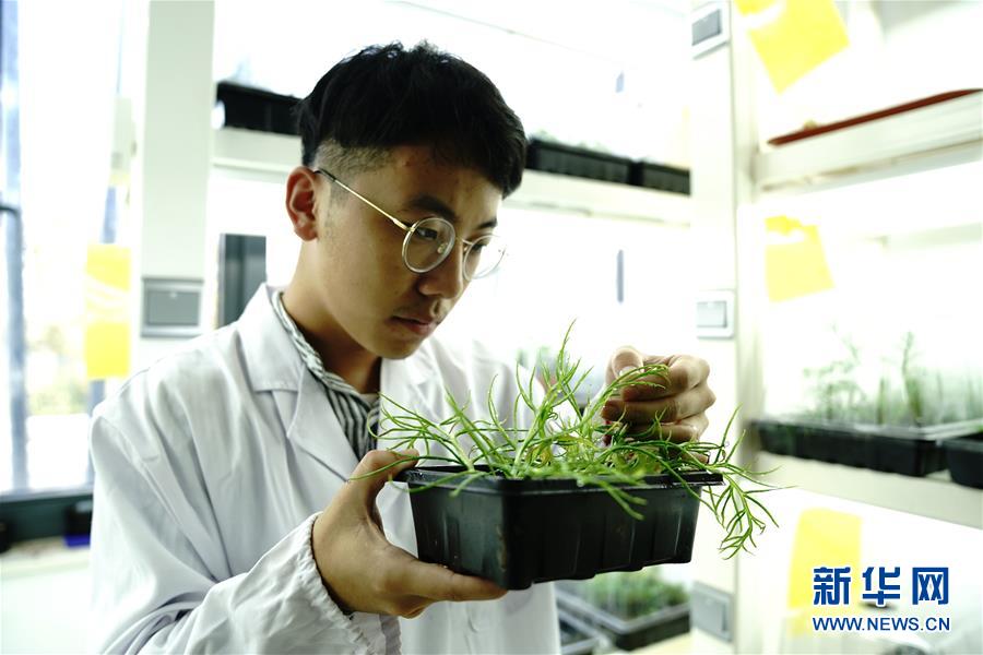 上海多地發現國家二級重點保護野生植物粗梗水蕨