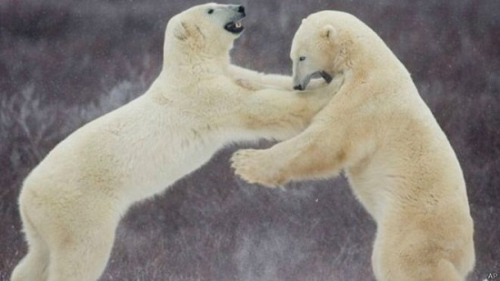 极地科学家遭北极熊包围被困两周 目前仍未脱险
