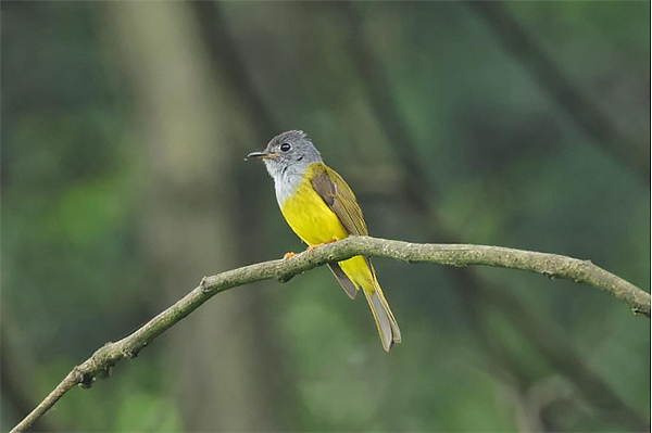 2023年成都市夏季鸟类多样性调查结束 3500余只鸟类来公园城市“度夏”_fororder_未标题-4