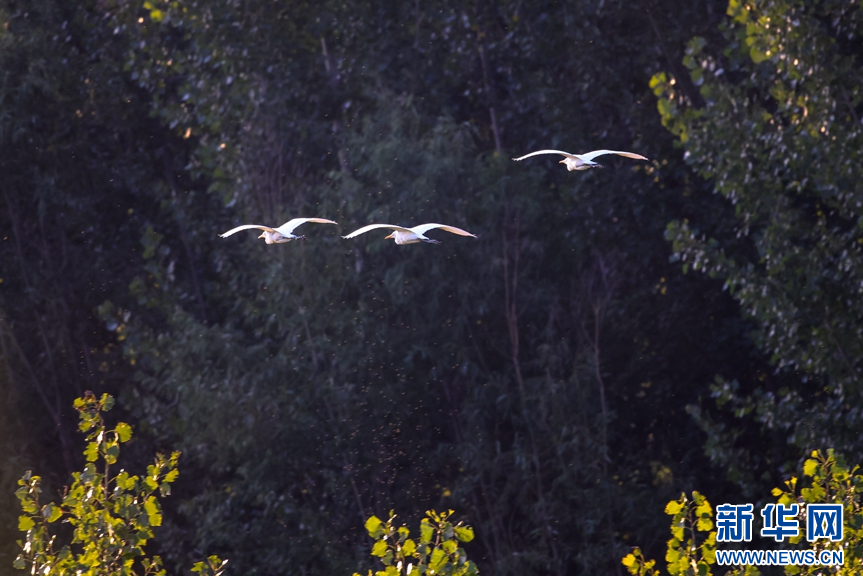 山东淄博：生态改善 鹭舞初秋