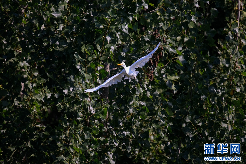 山东淄博：生态改善 鹭舞初秋