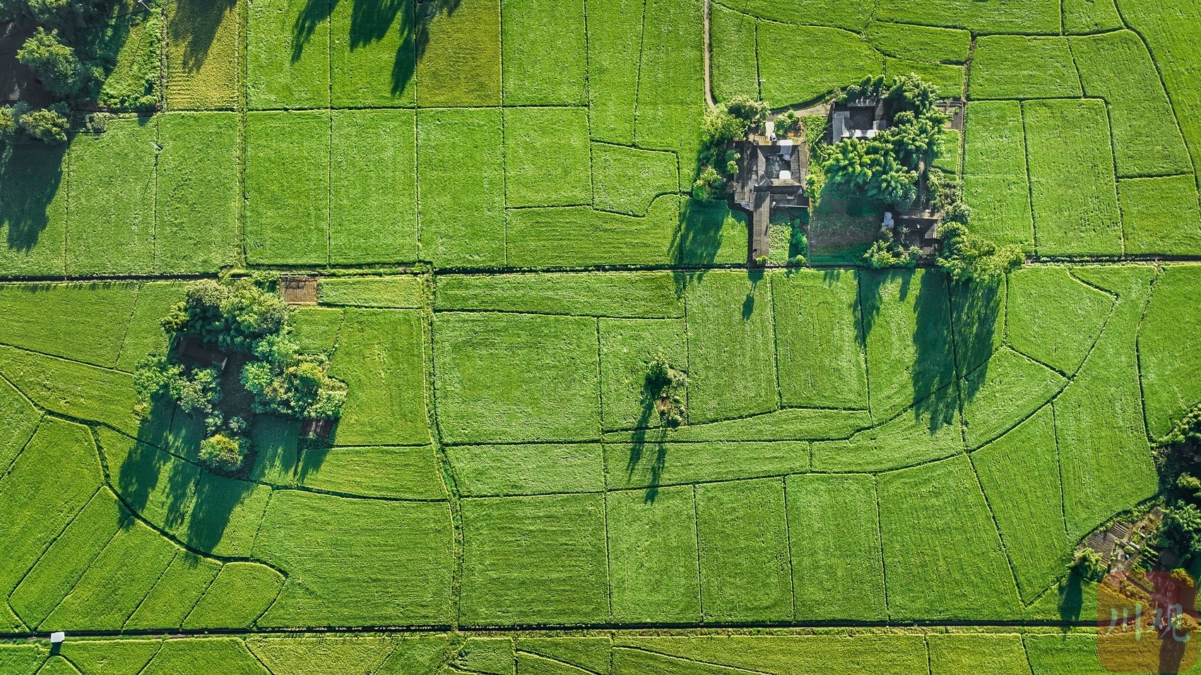 （转载）成都大邑：稻乡渔歌奏响乡村振兴“共鸣曲”