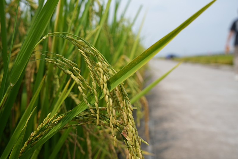 亩产863.4公斤 “天府粮仓”示范区眉山永丰村水稻开镰_fororder_永丰村高标准农田水稻-摄影-谭笑非