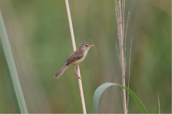 2023年成都市夏季鸟类多样性调查结束 3500余只鸟类来公园城市“度夏”_fororder_未标题-1