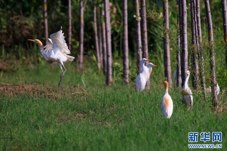 山东淄博：生态改善 鹭舞初秋