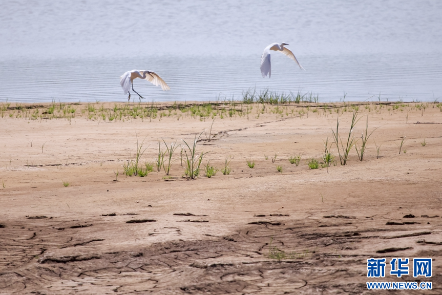 山东淄博：生态改善 鹭舞初秋