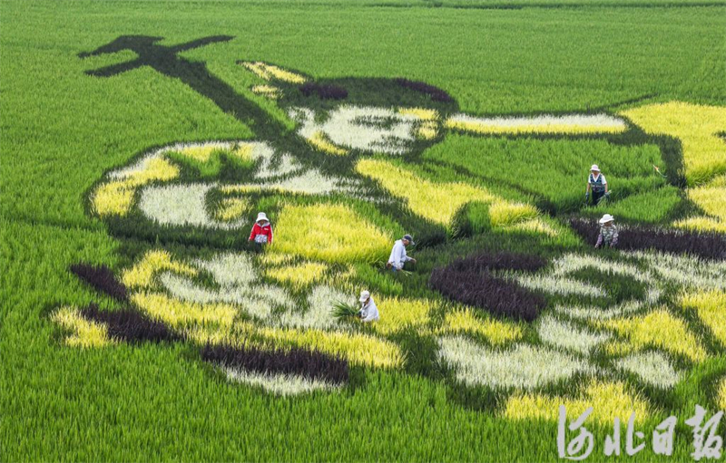 河北遵化：多彩稻田畫