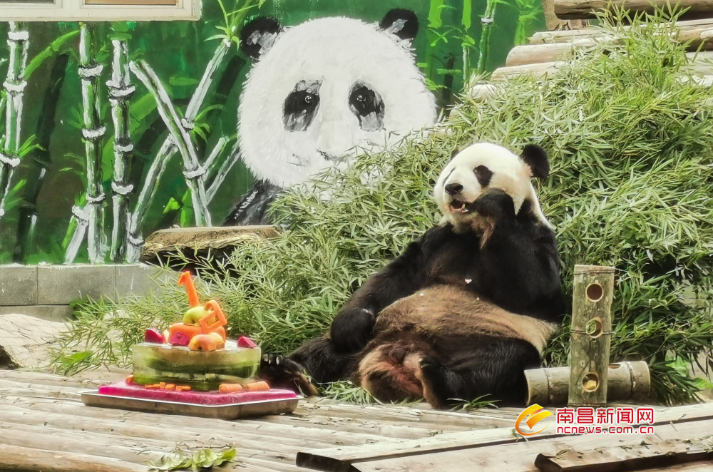 江西南昌动物园为大熊猫美灵庆生