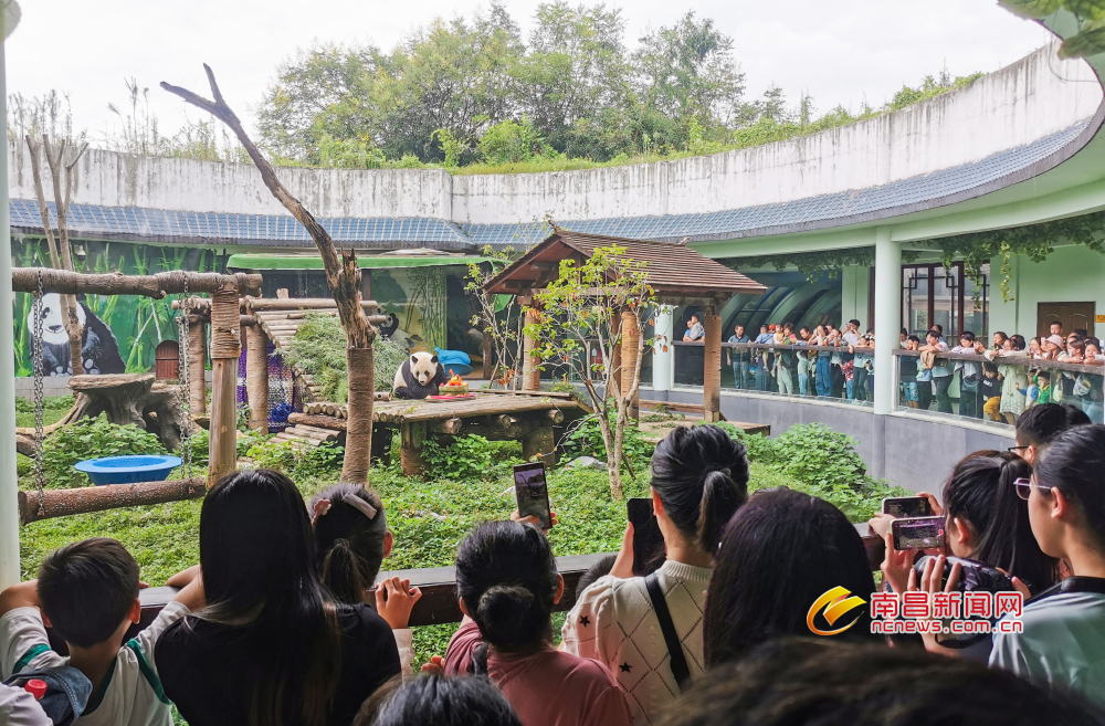 江西南昌动物园为大熊猫美灵庆生