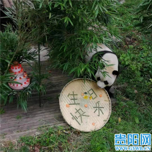 贵阳黔灵山公园里的大熊猫海浜、星宝过生日了！