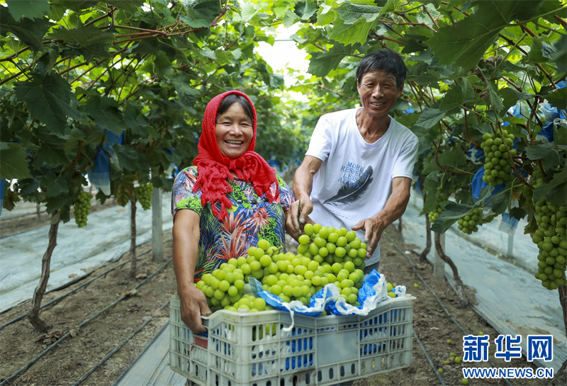 江蘇興化:“小葡萄”結出“致富果”_fororder_20230831_090749_004
