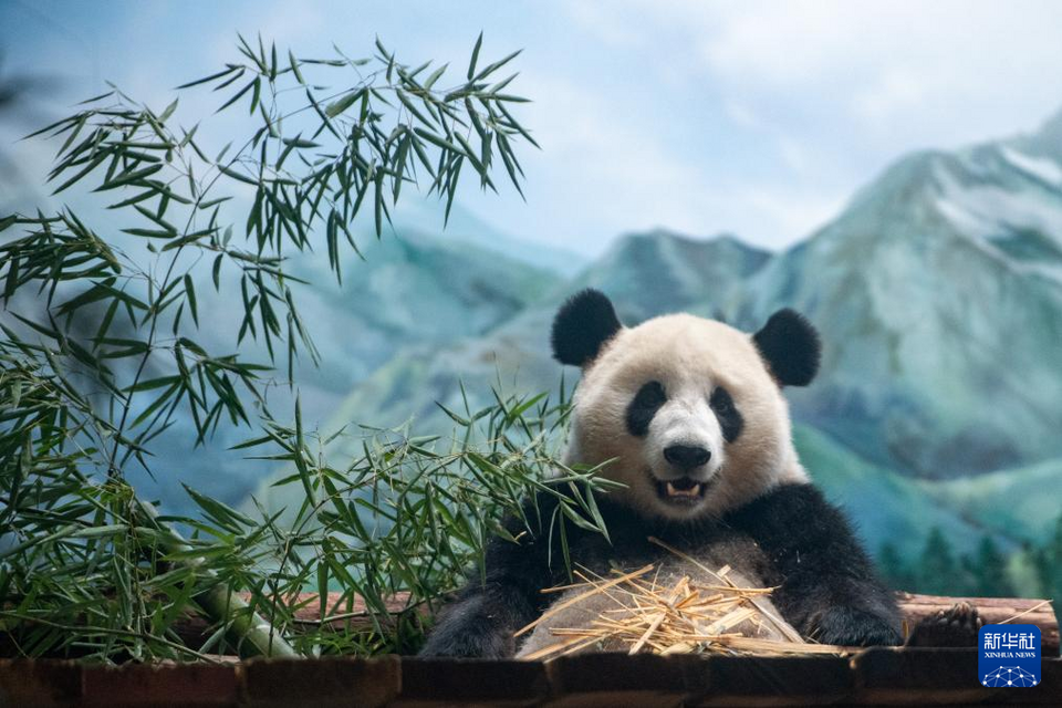 湖北武漢：探訪大熊貓“武林”“盟盟”