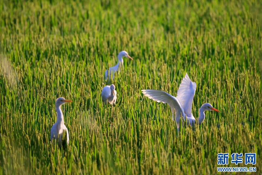 山东淄博：生态改善 鹭舞初秋