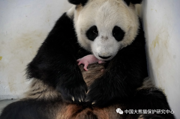 莫斯科动物园首次公布大熊猫“丁丁”和幼崽的视频