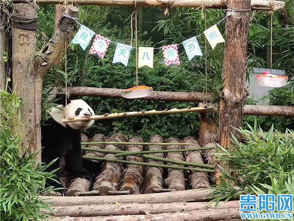 贵阳黔灵山公园里的大熊猫海浜、星宝过生日了！