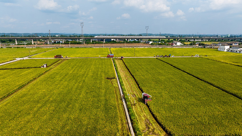 亩产863.4公斤 “天府粮仓”示范区眉山永丰村水稻开镰_fororder_航拍永丰村开镰收割-摄影-侯建明