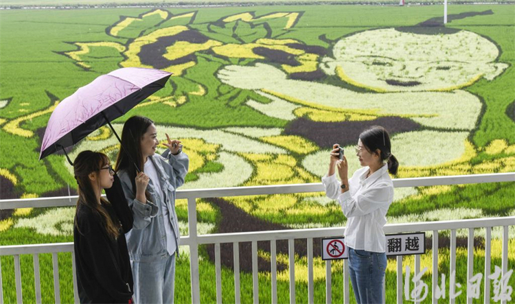 河北遵化:多彩稻田畫