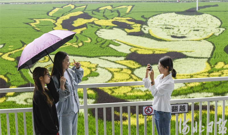 河北遵化：多彩稻田畫