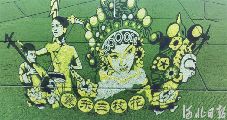 河北遵化:多彩稻田畫