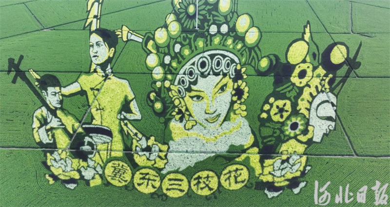 河北遵化：多彩稻田畫