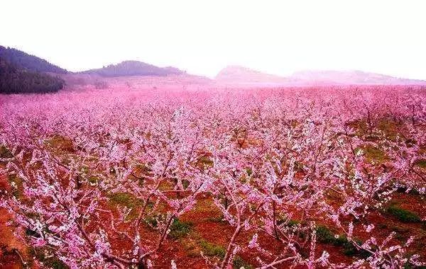 2018京城春季赏花指南：你若盛开 不请自来！