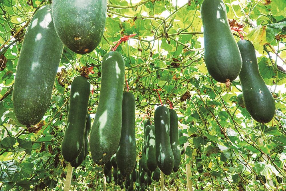 長春市九台區：田疇沃野繪新景_fororder_長春6-dc54a19d-196a-47a2-8b87-2d7b73c6c70b