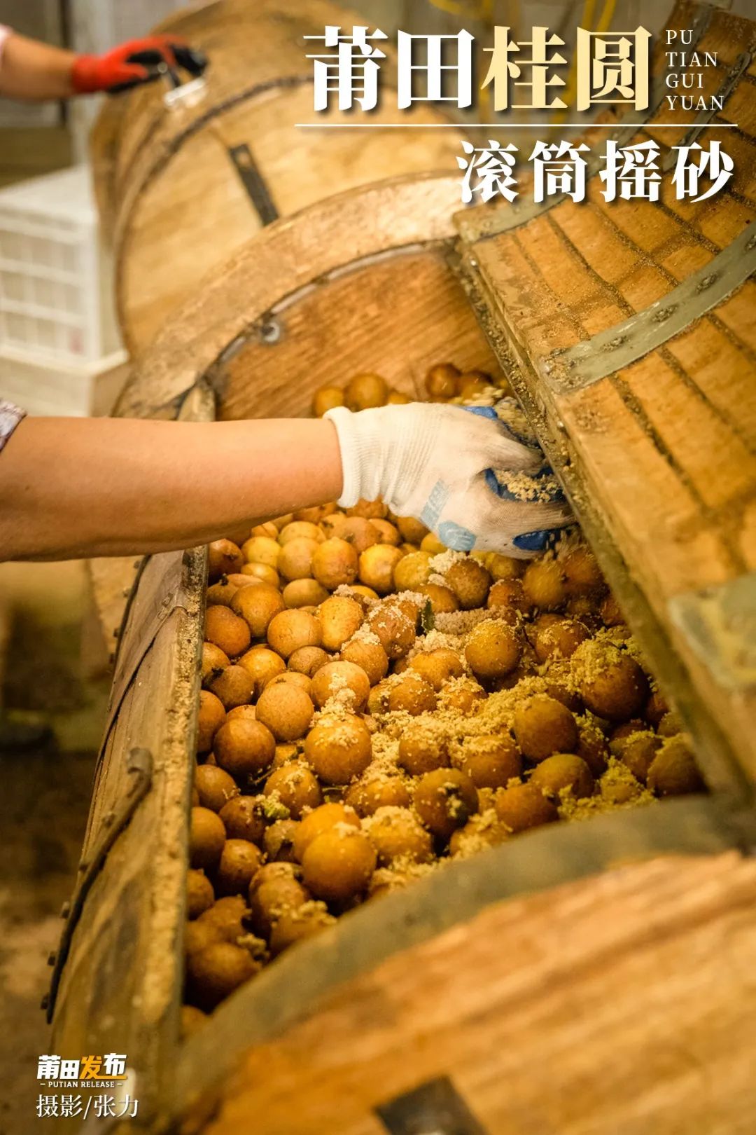 莆田桂圆,千年贡品、千年技艺、千年商帮