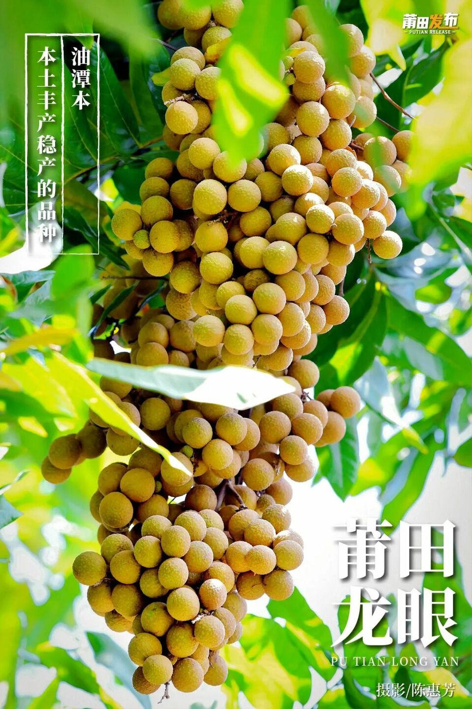 莆田龙眼全国领先全国最多全国少有