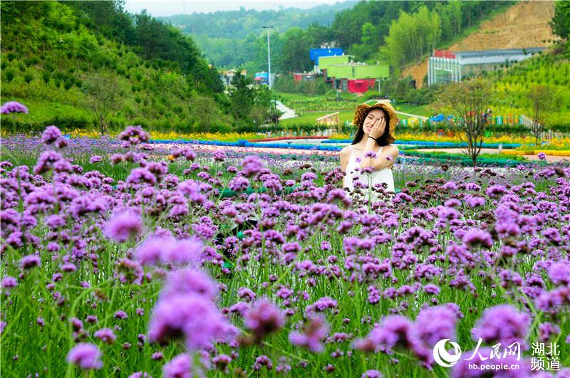 【黄冈】【大美荆楚·灵秀湖北】【焦点图】湖北英山：四季花海景区以花为媒助力乡村振兴