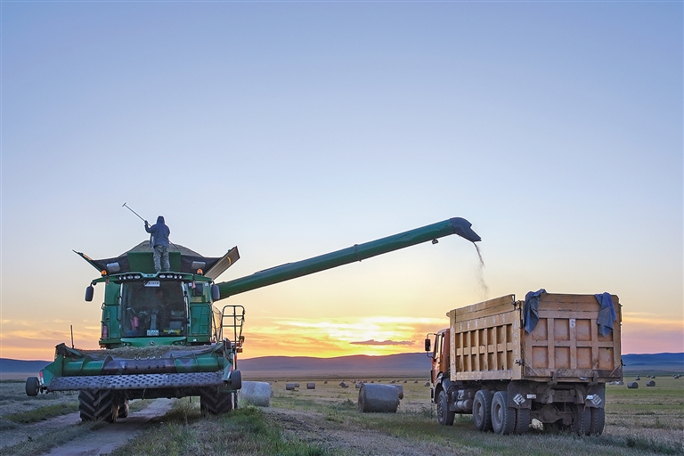 羊草收获季：既护生态 又富口袋_fororder_2934658_an_1693546888649_s