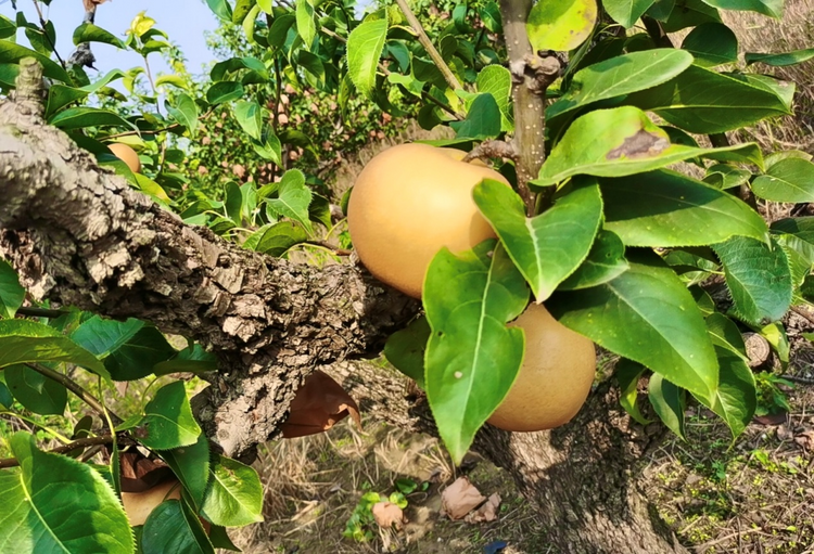 图片默认标题_fororder_图片5