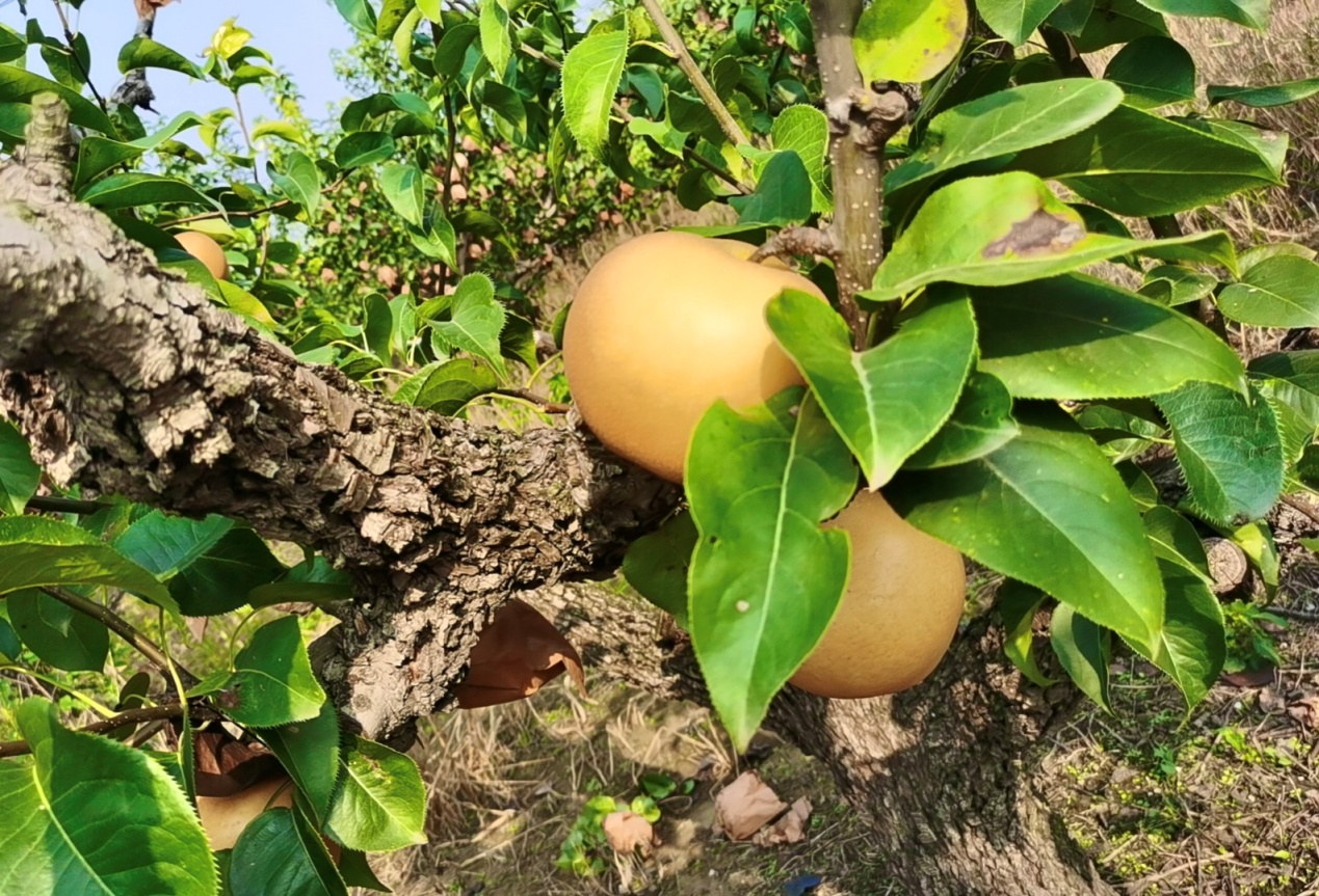 图片默认标题_fororder_图片5