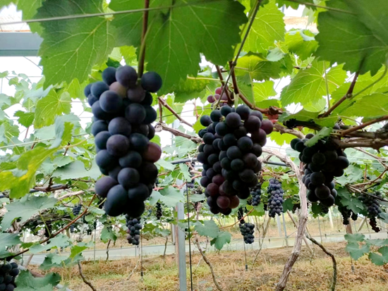 建行黔西南分行:引金融“活”水繪就鄉村振興“新圖景”_fororder_圖片3