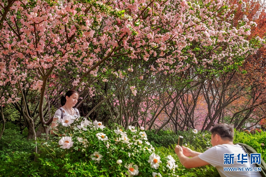 洛陽春色好 牡丹領群芳