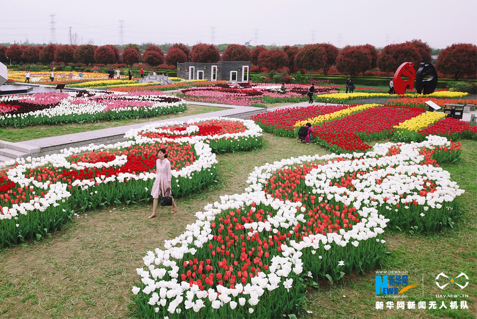 航拍武汉东西湖郁金香主题公园里鲜花组成的图案新华网 欧阳小洁 摄