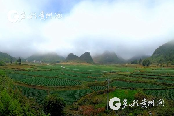 （市州 黔南/大扶贫）贵州荔波:万亩马铃薯种植基地 “画”出一片绿