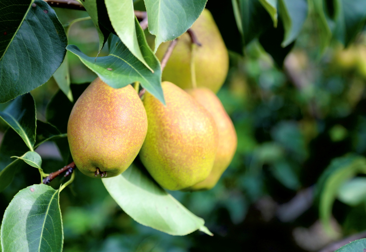 图片默认标题_fororder_图片2