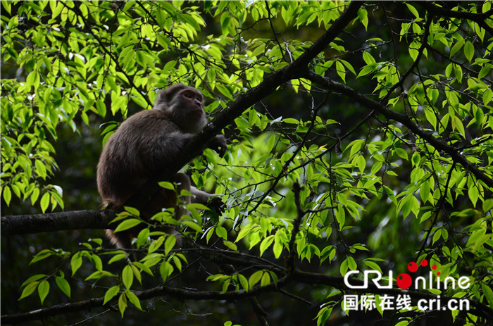 图片默认标题_fororder_探险科考游——后河野猴－吴峰_副本_副本