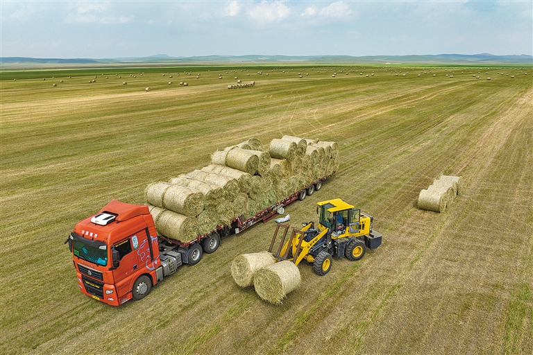 羊草收获季：既护生态 又富口袋_fororder_2934659_an_1693546942228_s