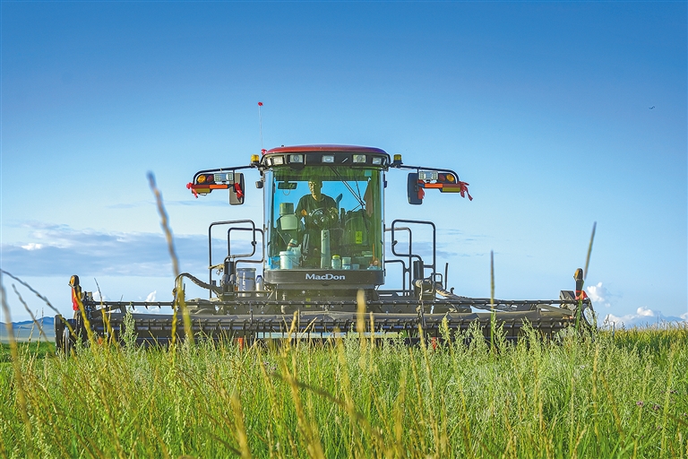 羊草收获季：既护生态 又富口袋_fororder_2934655_an_1693546751837_s