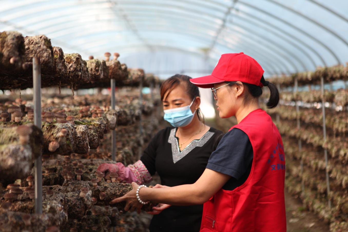 河北平泉：“菇农加油站”服务菇农零距离_fororder_图片2