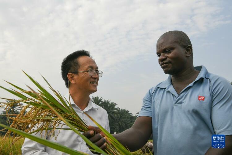 一帶一路·零距離丨中國雜交水稻的非洲味道
