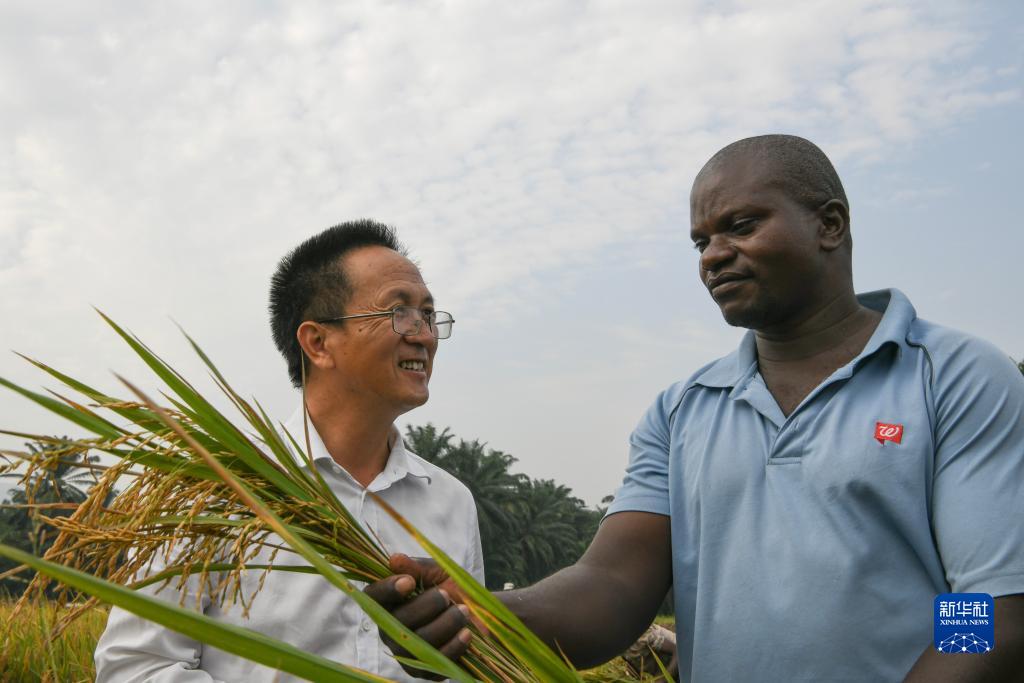 一带一路·零距离丨中国杂交水稻的非洲味道